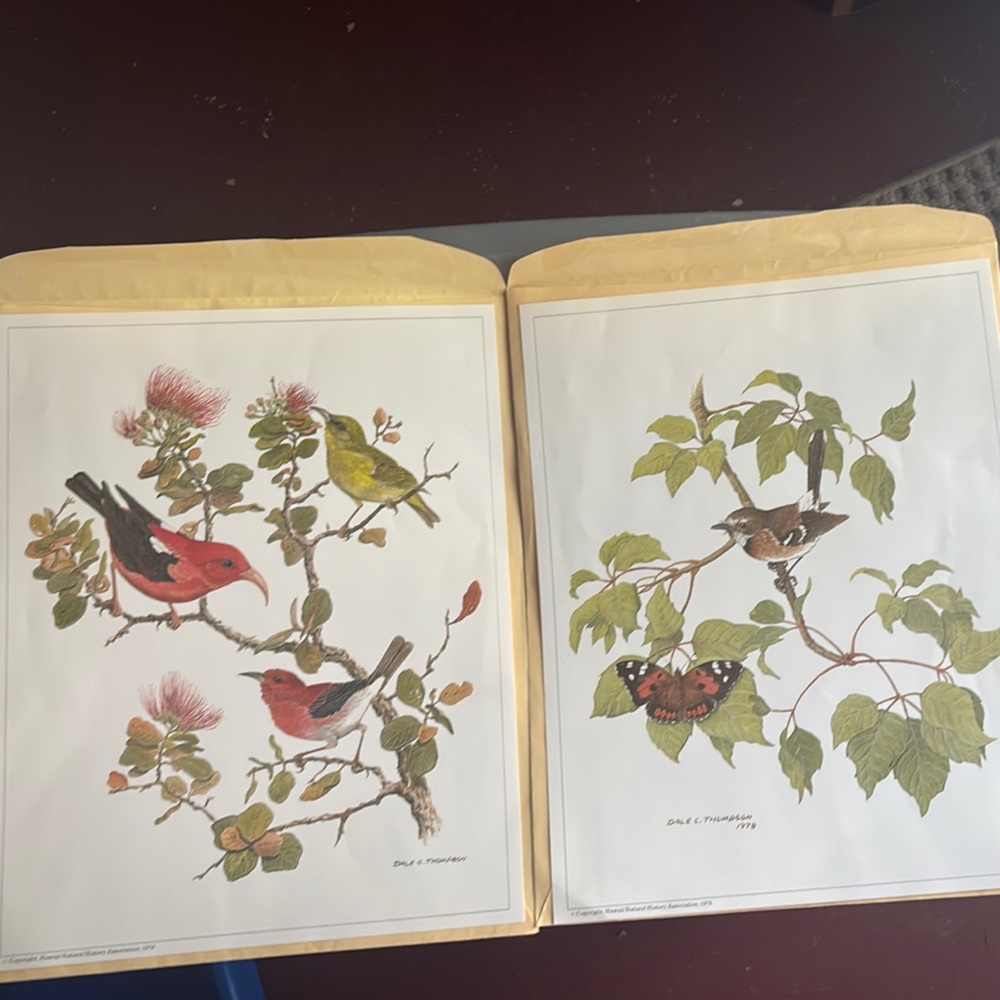 Colorful Bird Art Prints Set Dale Thompson